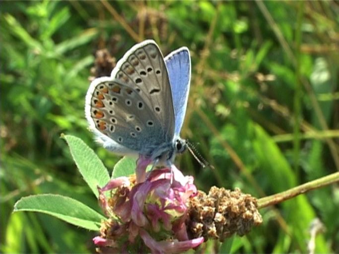 Hauhechelbläuling ( Polyommatus icarus ), Männchen : Am Niederrhein, Biotop, 06.08.2004